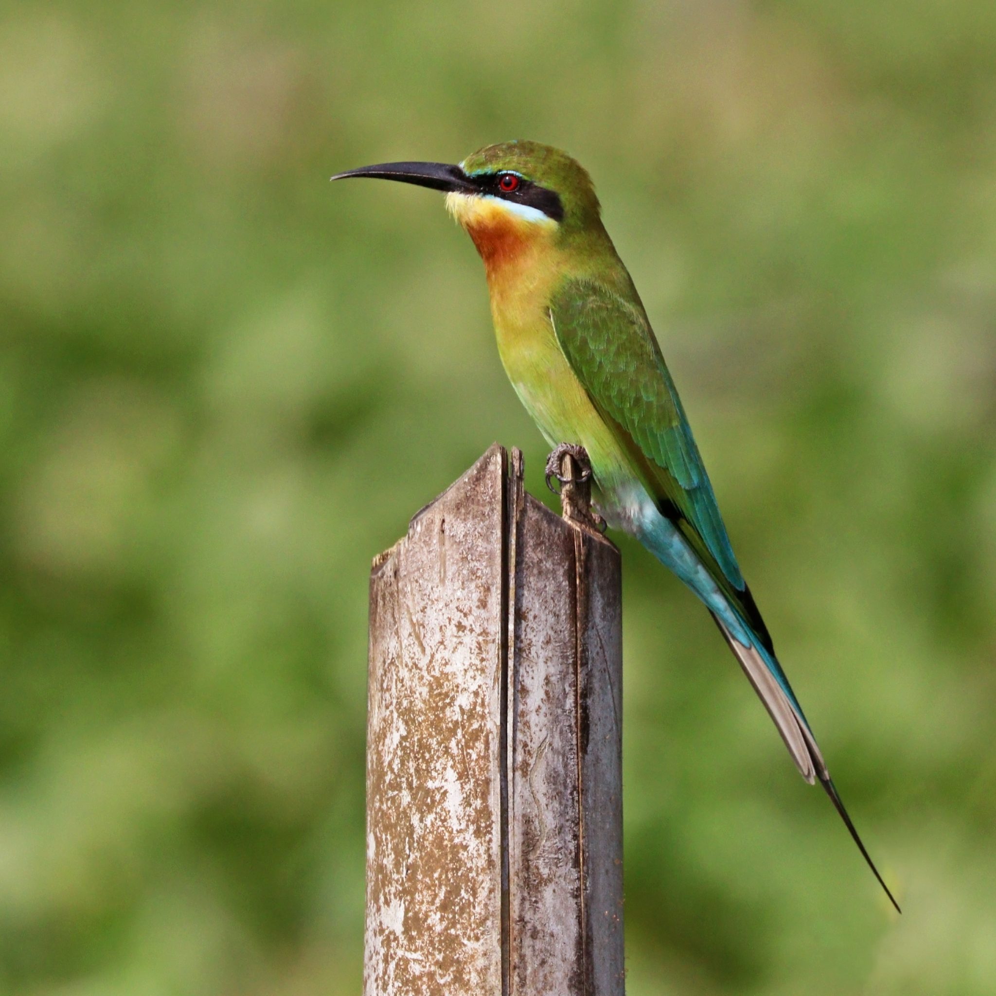 blue-tailed-bee-eater
