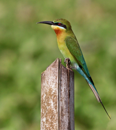 blue-tailed-bee-eater